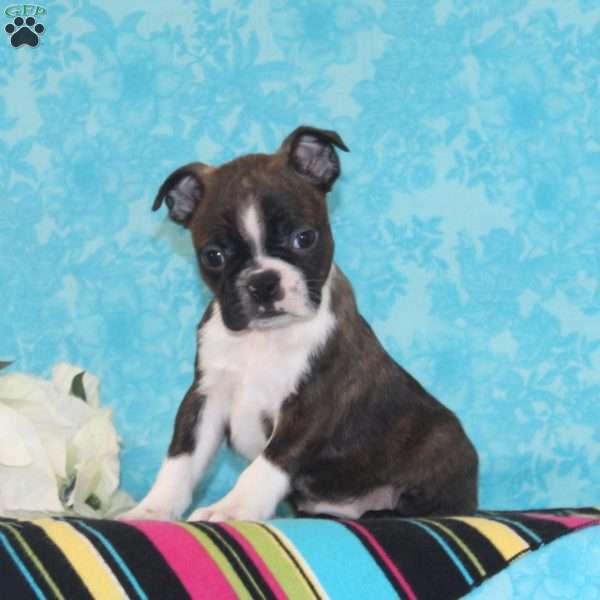 Plum, Boston Terrier Puppy